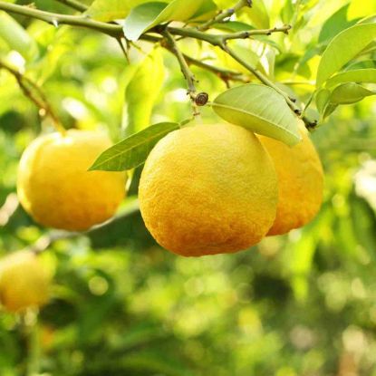 frische Yuzufrüchte frische Yuzufrüchte