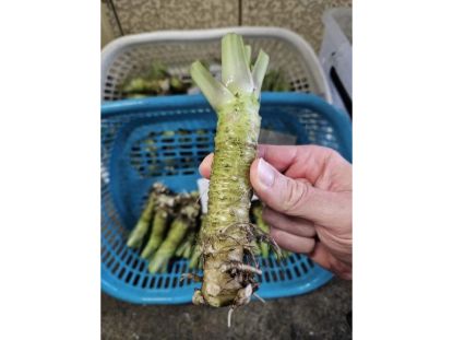 Bild von Frischer Wasabi