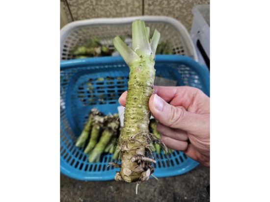 Bild von Frischer Wasabi