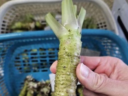 Bild für Kategorie Wasabi